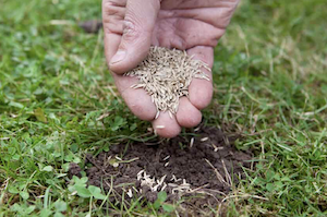 Iemand zaait wat graszaad op een kale plek in het groene gazon.