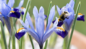 Insect op bloem Iris Reticulata