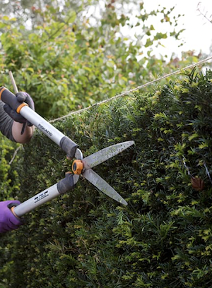 Persoon snoeit taxus met een heggenschaar.