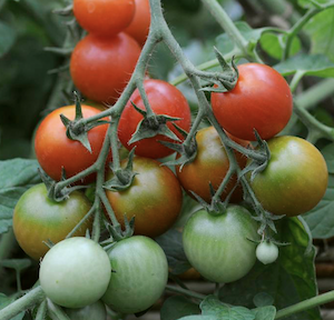 Rijpen en onrijpe tomaten aan een tros.