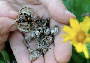 Zaden van goudsbloem in een hand.